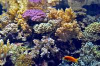 Récif de Corail